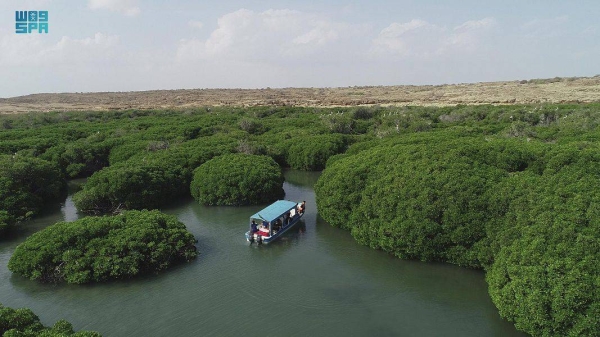 The NCVC affirmed that it has planted more than 6 million mangrove seedlings on the coasts of Red Sea, and the Arab Gulf, noting that the highest share was in Jazan region with 3.3 million seedlings.
