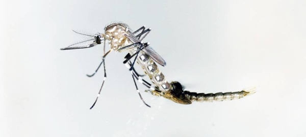 Aedes aegypti mosquitoes are one of primary vectors for dengue. (file) — courtesy IAEA