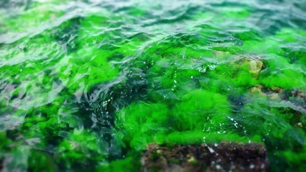 Lauersen, an expert in algal synthetic biology and metabolic engineering, leads one of the only dedicated algal biotechnology labs in the Arabian Peninsula. His team isolates, identifies and characterizes algal species adapted to Saudi Arabia’s extreme temperatures and cultivates these local strains in 22 purpose-built bioreactors.