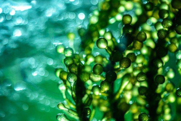 Lauersen, an expert in algal synthetic biology and metabolic engineering, leads one of the only dedicated algal biotechnology labs in the Arabian Peninsula. His team isolates, identifies and characterizes algal species adapted to Saudi Arabia’s extreme temperatures and cultivates these local strains in 22 purpose-built bioreactors.