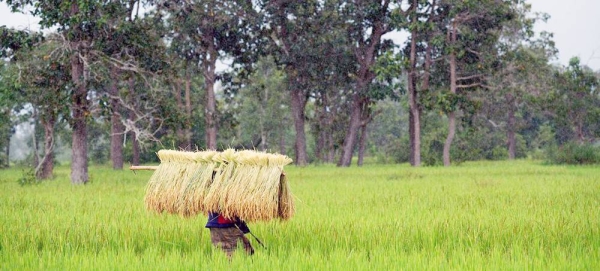 A woman walks home in the rain with sheaves of rice harvested in a village paddy, in rural Laos. — courtesy UNICEF/Noorani