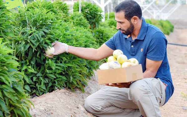 Farmers in Taif province are cultivating some rare plants, such as the pepino dulce fruit, a species of evergreen shrub native to South America.