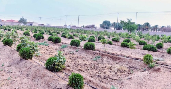 Farmers in Taif province are cultivating some rare plants, such as the pepino dulce fruit, a species of evergreen shrub native to South America.