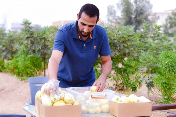 Farmers in Taif province are cultivating some rare plants, such as the pepino dulce fruit, a species of evergreen shrub native to South America.