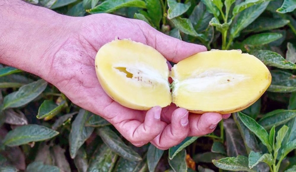 Farmers in Taif province are cultivating some rare plants, such as the pepino dulce fruit, a species of evergreen shrub native to South America.