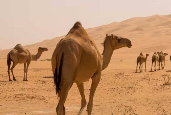 The Ministry of Environment, Water and Agriculture warned that punitive measures will be taken against those owners who fail to comply with the regulations with regard to numbering their camels