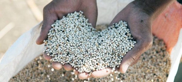 Under the plan, FAO will distribute seeds and other farm necessities to support farmers and boost yields. — courtesy IFAD/Marco Salustro
