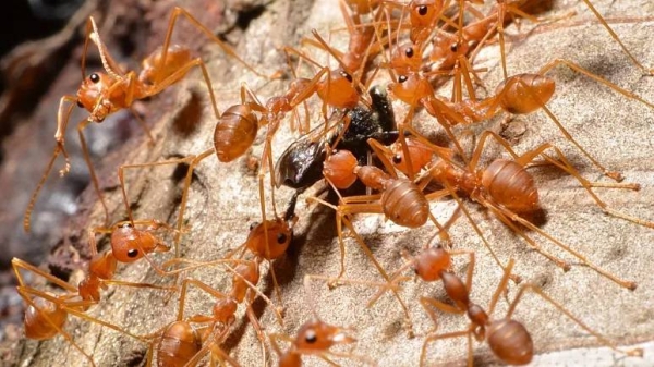 Red fire ants have become established in Europe for the first time.