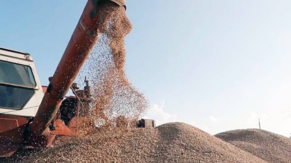 Grain being collected during a harvest near Kyiv, Ukraine. In this file photo. — courtesy EPA