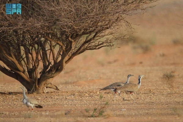 With this initiative, the National Center for Wildlife aims to accelerate breeding of houbara bustards with the participation of private sector institutions.