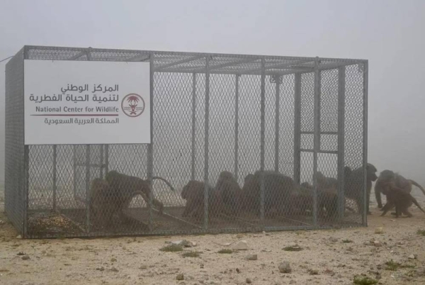 The National Center for Wildlife’s program to address the increasing numbers of baboons achieved outstanding results, as 103 hotspots and 18,000 monkeys were treated through 36 field teams.