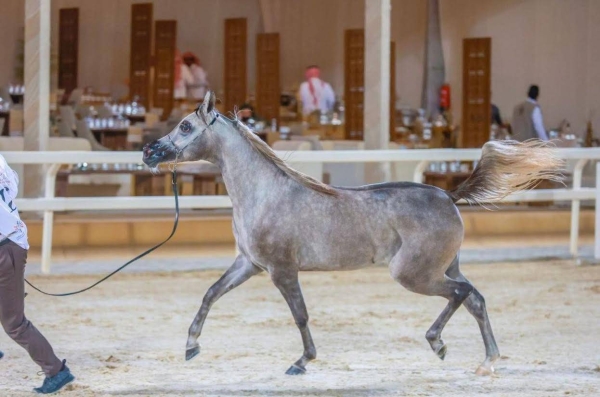 More than 300 heads of purebred Arabian horses from the Kingdom and abroad will compete for gold, silver, and bronze medals at the tournament.
