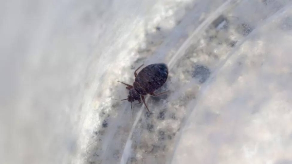 Bedbug jitters have reached South Korea