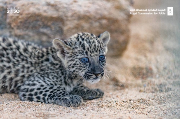 Seven endangered Arabian Leopard cubs born in Saudi Arabia