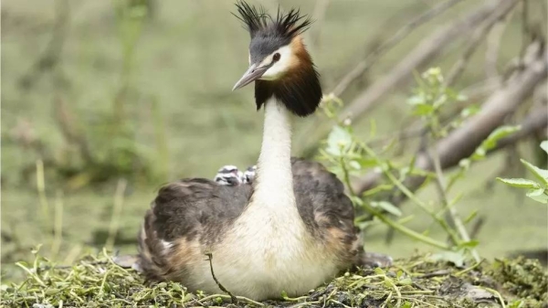 The pūteketeke is considered to be in serious trouble by New Zealand conservationists