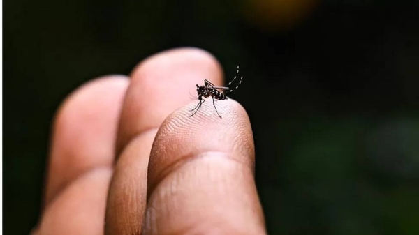 Chikungunya virus is transmitted by mosquitoes, most commonly Aedes (Stegomyia) aegypti and Aedes (Stegomyia) albopictus