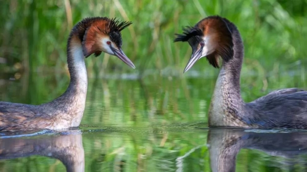 Fewer than 3,000 of pūteketekes are estimated to remain in the wild