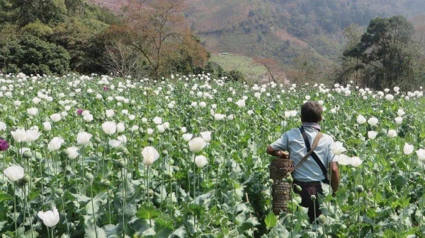 Shan State has always been Myanmar's largest producer of opium