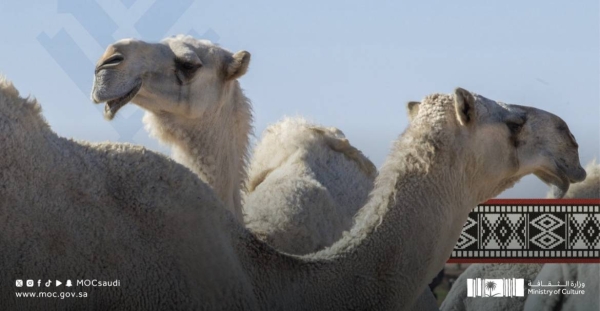 Culture minister lauds Cabinet for designating 2024 as ‘Year of Camels’