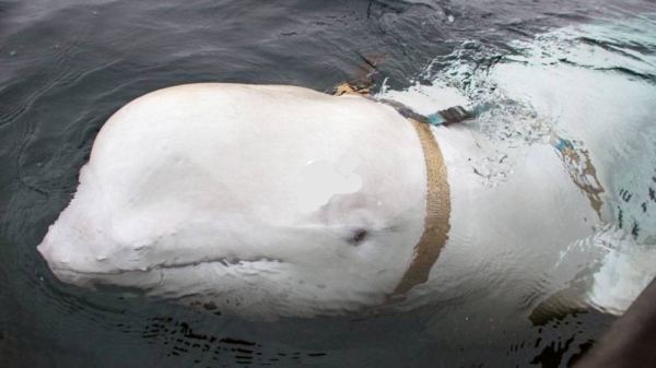 Why experts think this beluga whale is a Russian 'spy'. — courtesy CNN