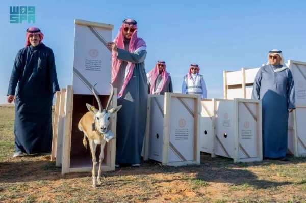 Prince Turki Bin Fahd releases rare species into Imam Turki Bin Abdullah reserve