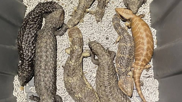 Police say the reptiles had an estimated street value of A$1.2m (£633,000; $805,000)