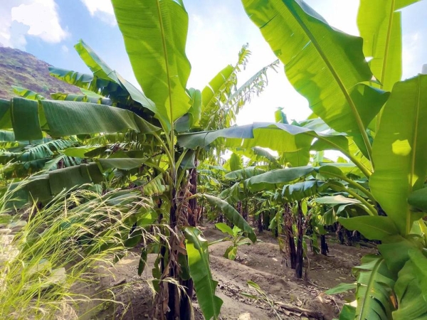 Banana plantations farms in the ancient village of Thee Ain in Al Baha
