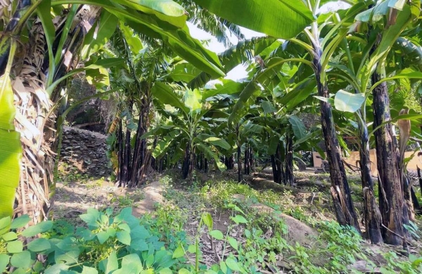 Banana plantations farms in the ancient village of Thee Ain in Al Baha
