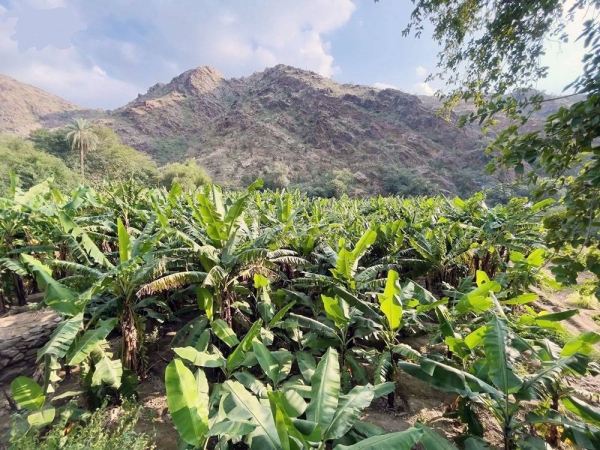 Al-Baha’s ancient village of Thee Ain emerges as a tourist hotspot with its fragrant banana plantations