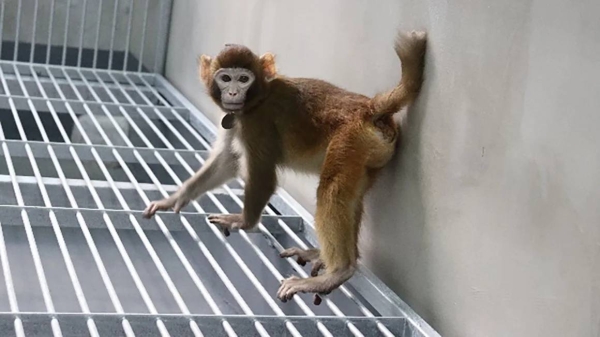 The cloned rhesus monkey was named Retro is doing well, according to the research team