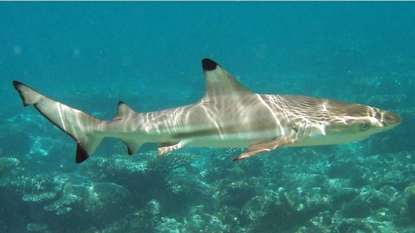 The Special Forces for Environmental Security noted that the penalty for hunting a shark with blacktip is a fine amounting to SR40,000 for each species.
