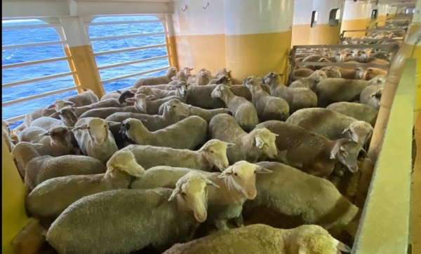 An image of sheep aboard the MV Bahijah said to have been taken a few days ago after the ship's arrival back in Australia