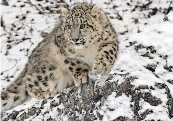 India conducted a first-of-its-kind survey to assess the snow leopard population in the country