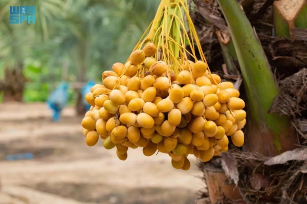 Saudi date exports register 14% increase, hitting SR1.462 billion in 2023