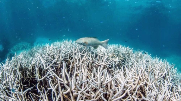 A recent photo of the bleaching damage on the Great Barrier Reef. — courtesy Climate Council