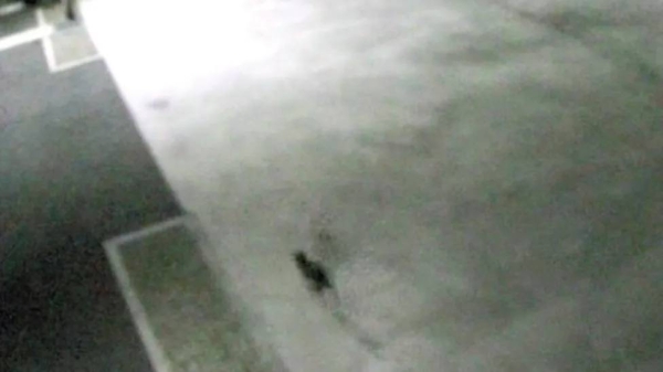 The cat was captured on the factory's CCTV