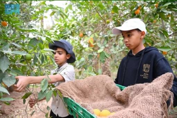 Picking oranges has become a cherished tradition in the agricultural landscape of AlUla Governorate, especially this year as it aligns with the commencement of the holy month of Ramadan. 