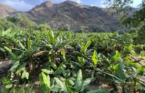 MEWA has taken a significant step towards agricultural innovation and sustainability by localizing the production of banana seedlings in Saudi Arabia, particularly in the Jazan region.