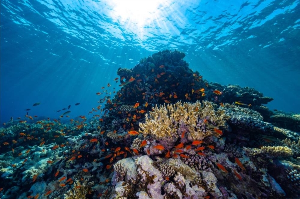 KAUST, NEOM launch world’s largest coral restoration initiative in Saudi Arabia