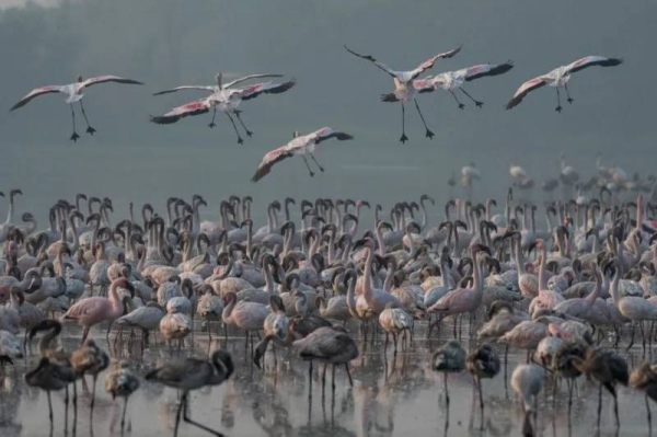 Thousands of flamingos migrate to Mumbai every year