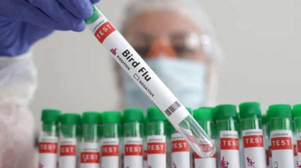 There are many types or strains of avian or bird flu.
