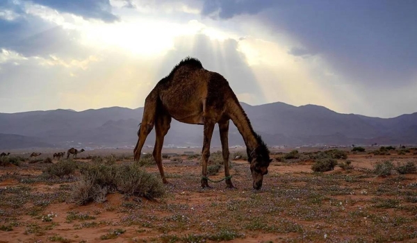 Study reveals international perceptions of camels in the media