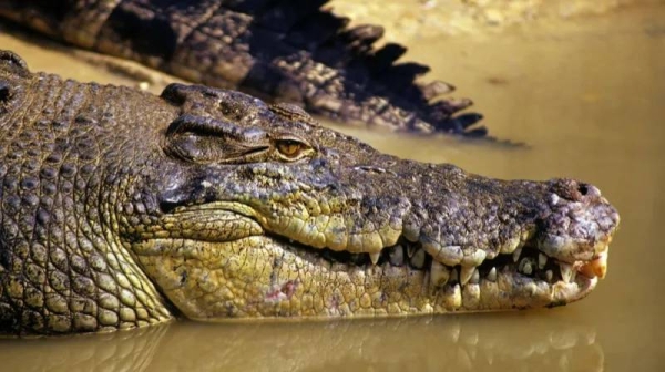 The Northern Territory is home to more saltwater crocodiles than anywhere else in the world