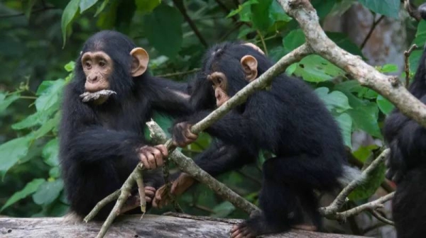 Chimpanzees use gestures to communicate