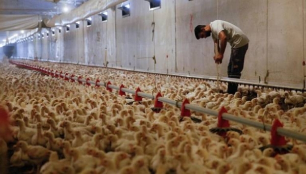 Temporary ban on Brazilian poultry imports will not impact Saudi market, says committee