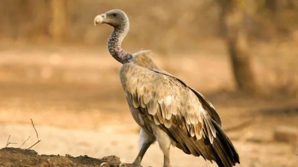 By the mid-1990s, the 50 million-strong vulture population in India plummeted to near zero