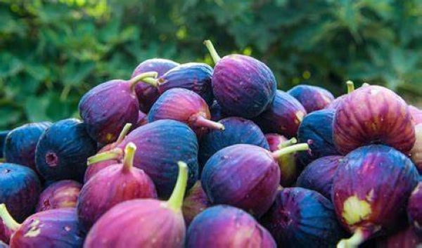Saudi Arabia achieves 111% self-sufficiency in fig production