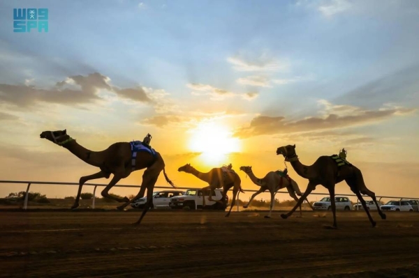 Camel owners from across the Gulf Cooperation Council (GCC) nations competed for financial prizes totaling more than SR57 million, awarded to both local and international winners.