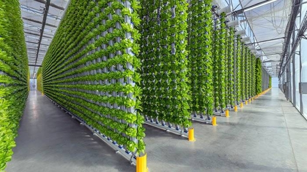  The Ministry of Environment, Water, and Agriculture has issued the first operational license for a commercial agricultural project utilizing aeroponics in the Middle East.