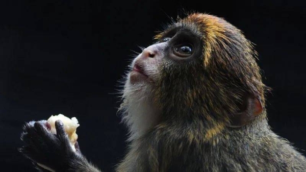 Another monkey died at a Hong Kong zoo possibly due to athe bacterial outbreak.